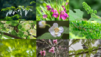 國家植物園正式揭牌，世界上“最孤單”的葡萄在這里