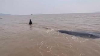 宁波象山海域一头鲸鱼搁浅：疑为抹香鲸，已展开救援