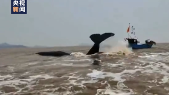 抹香鲸在宁波象山海域搁浅：救援暂时中断，正在等待涨潮