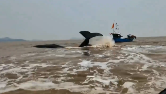 宁波象山一鲸鱼搁浅，海水正退潮救援陷入僵局