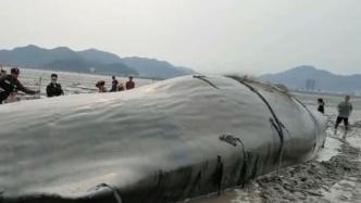 宁波象山搁浅鲸鱼体长15米，目前尚未明确是否为抹香鲸
