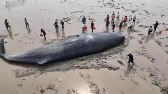 直播录像丨鲸鱼搁浅象山石浦海域，正处涨潮阶段救援难度很大