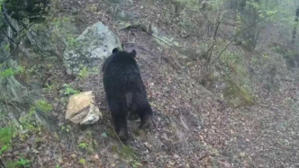 秦岭一红外相机首次捕捉到亚洲黑熊影像