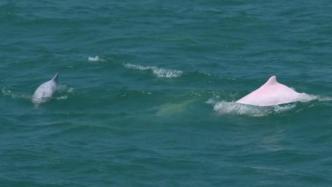 无人船记录下近二十头中华白海豚身影，新技术守护海上国宝