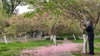 老人在玉渊潭公园摇树造“花雨”，游客：看到落花很惋惜