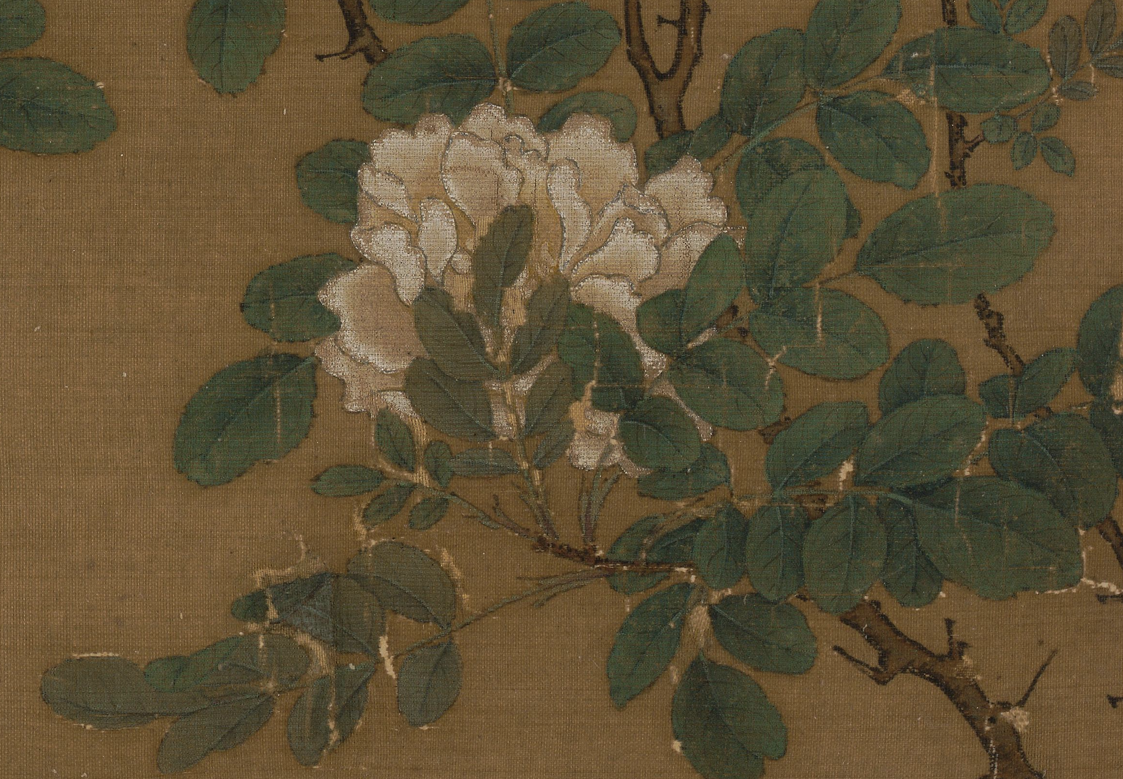 宋 马远 《白蔷薇图》页（局部） 故宫博物院藏