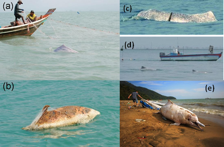 渔业活动对中华白海豚生存的威胁 （来源：中科院深海所海洋哺乳动物研究团队）