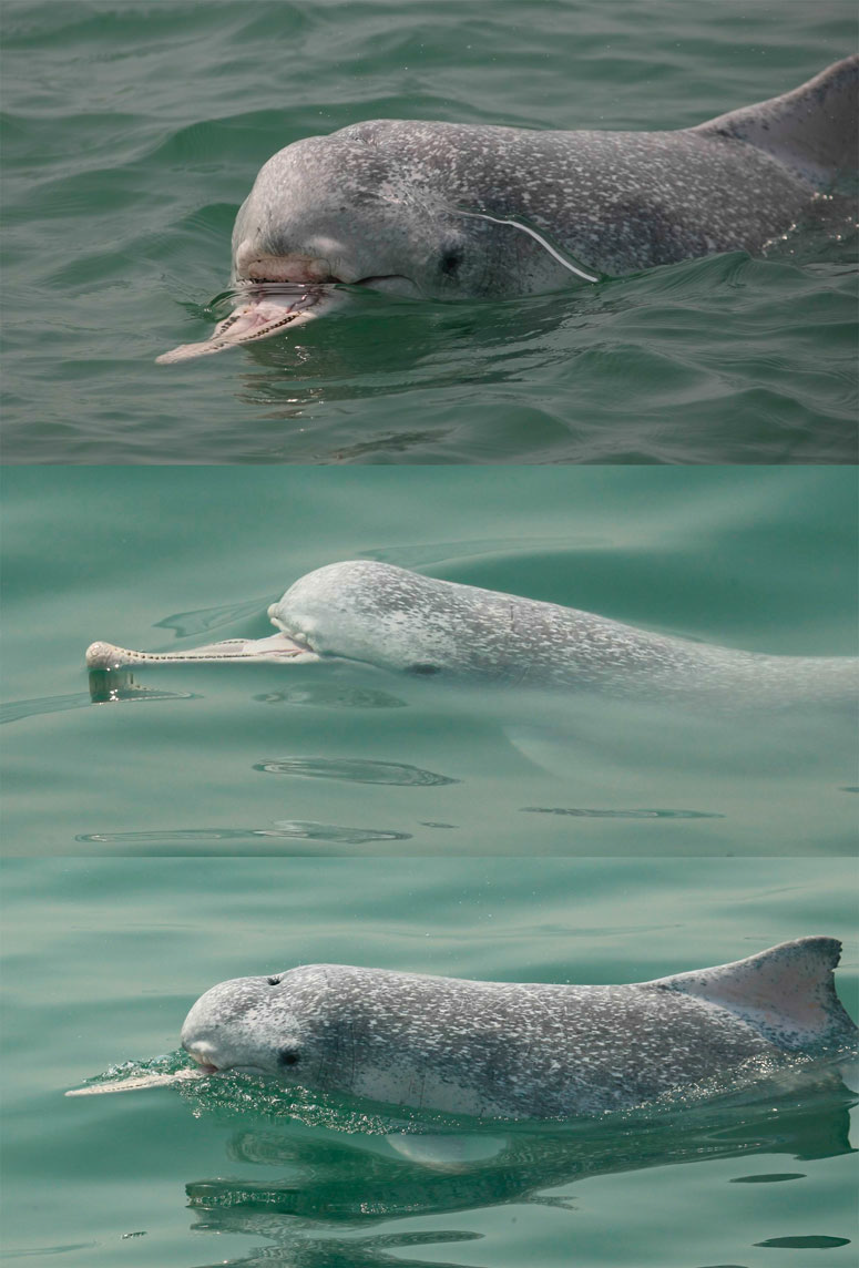 航运业对中华白海豚的伤害：螺旋桨打伤、致残/死 （厦门中华白海豚，来源：海洋三所学术成果）