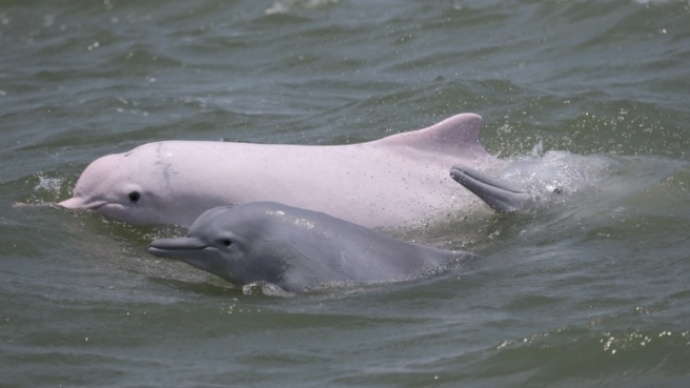 藍絲帶海洋保護協會：關愛中華白海豚，維護海洋生物多樣性
