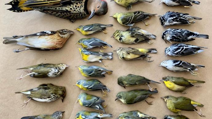 《科學》：遷徙的鳥死于城市燈光，氣象雷達如何拯救它們