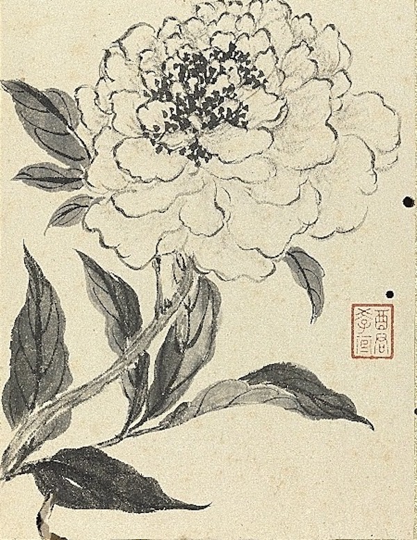 《芍药》 本幅选自台北故宫博物院藏蒋廷锡“写生花卉”册