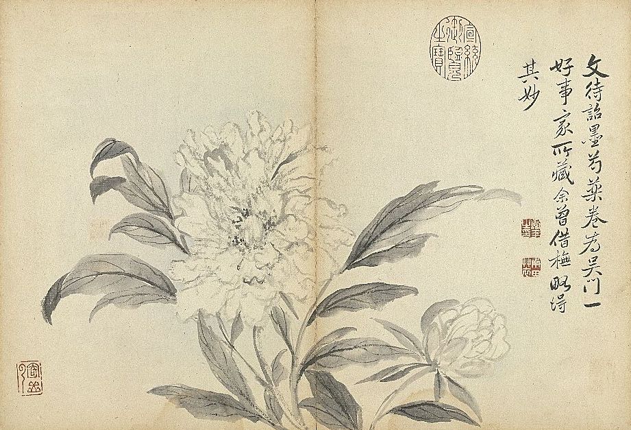 《芍药》 本幅选自台北故宫博物院藏恽寿平“墨花”册