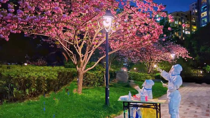 我們的上海｜櫻花樹下，最美身影！感謝南京援滬大白