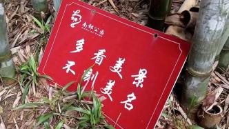 长沙一公园观赏竹被刻满“爱情宣言”，园方：近年已加强巡逻