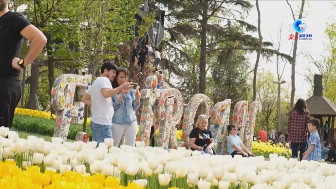 伊斯坦布尔举办郁金香节，花朵满园盛开