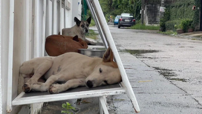 折疊的家，泰國用廣告牌為流浪狗設立庇護所