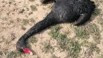 市民发现黑天鹅遭气枪击中头部死亡，森林公安介入调查