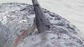 台州渔船海上发现抹香鲸尸体，专家：很有可能是此前搁浅那头