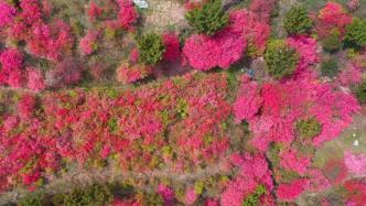 美成仙境！山东日照九仙山的杜鹃花已成海