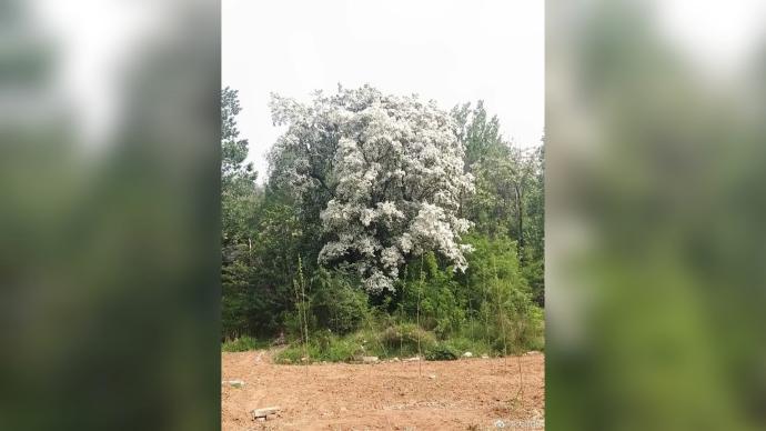 登封发现3株约150年树龄流苏古树