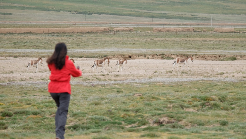 王蕾在生态体验活动中偶遇藏野驴。