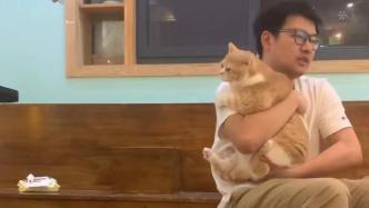 上海战疫｜一个人与三十只猫，住在猫咖店里的45天