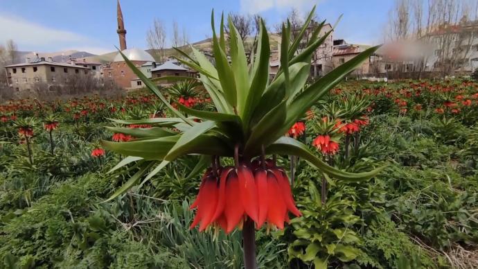 土耳其东部“倒置的郁金香”绽放，每年最多开花20天