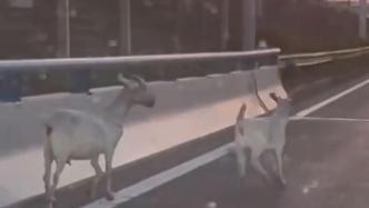 上海市民送物资途中高架上偶遇两只“撒欢”羊