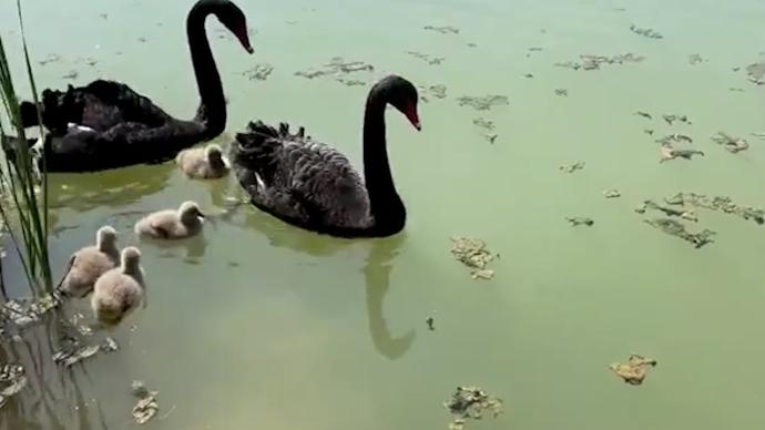 南京燕雀湖：黑天鹅带娃戏水与睡莲争奇斗艳