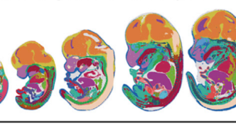 给小鼠等胚胎发育“拍照”，华大等团队发布全球首批生命时空图谱