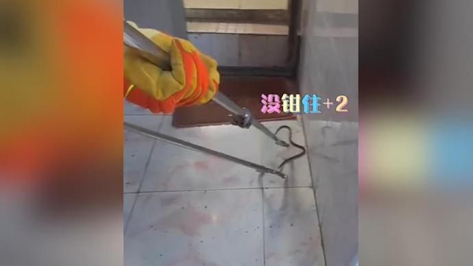 論一條小蛇有多靈活,百發百中的捕蛇器連連失手