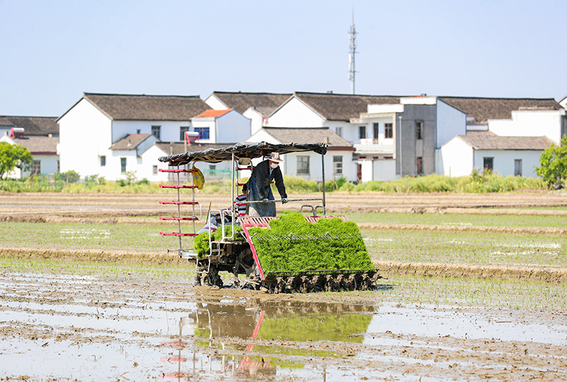 5月5日，上海松江今年第一茬水稻秧苗入田。姜辉辉 图