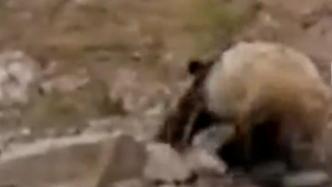 四川巡护员10分钟连遇2只大熊猫，拍视频时激动得手颤抖