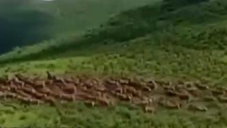 “高原神鹿”集体出游！甘孜现200多头白唇鹿
