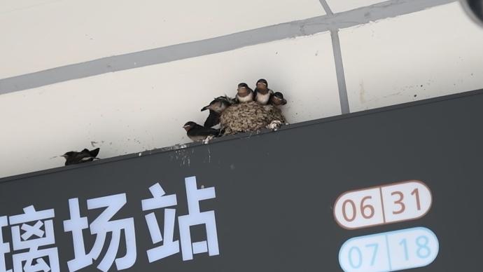 小燕子在地鐵站外筑巢,地鐵工作人員倡議不要打擾