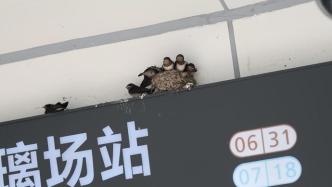 小燕子在地铁站外筑巢，地铁工作人员倡议不要打扰