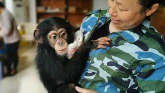 武汉动物园330万购两只黑猩猩：老猩猩离世，配合馆舍改造