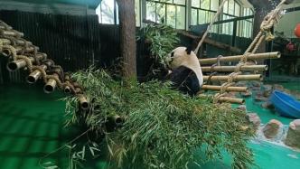 吃了一阵“应急口粮”，上海动物园的大熊猫又吃上了安吉竹叶