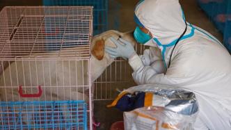 直播錄像丨無處隔離的“毛孩子”如何被照料？來上海首家動物方艙看一看