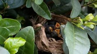 鸟妈妈在茶树里筑巢，茶园主人修剪时为它们独留一株茶树