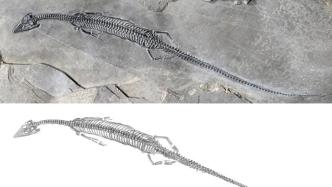 全球尾巴最长、中国最古老的肿肋龙科化石首现云南