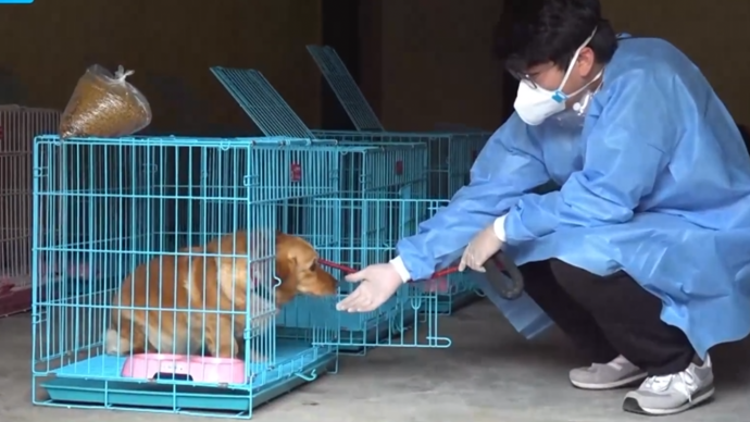 如何入駐？上海動物方艙：目前僅接收所屬街道患者的寵物