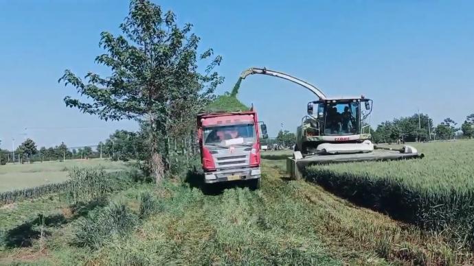 “割青麦作饲料和干花”调查：有加工厂为谋利毁苗千亩，农业部公布举报电话