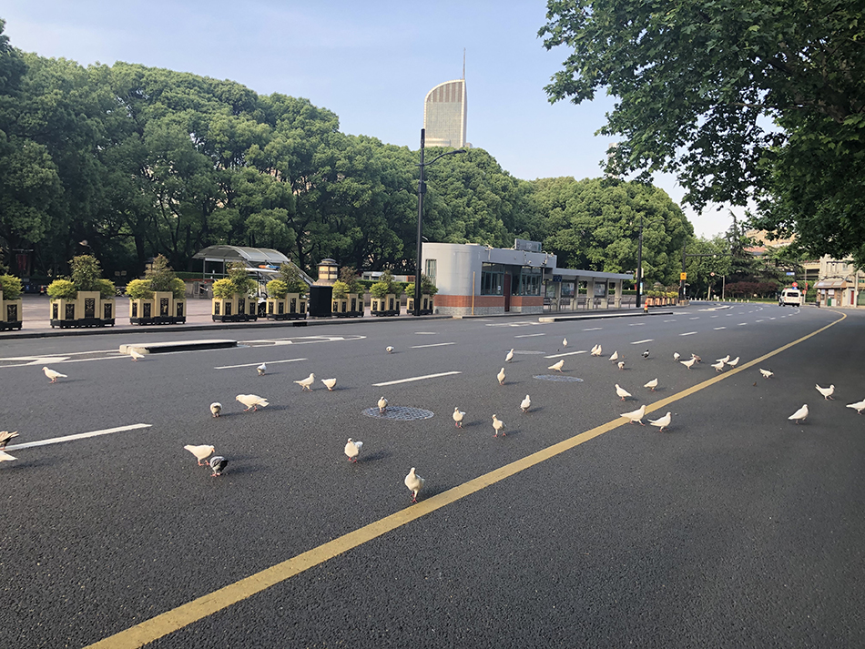 人民广场旁边的路上，鸽子停在这里觅食。