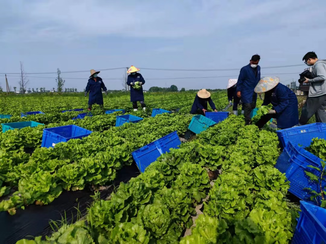 上海八成地产结球生菜来自廊下镇他们每单多送5用于损耗