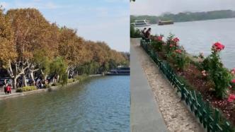 西湖景区回应杨柳换成月季：该段阳光条件差，不适宜柳树生长