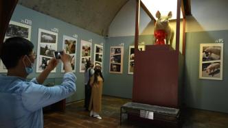 多图｜“猪坚强”标本在建川博物馆迎首批游客