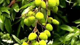 迎接今年荔枝季，瓊州海峽開通荔枝車專用通道