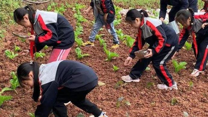 中青报刊文：劳动教育不只是教学生做西红柿炒鸡蛋