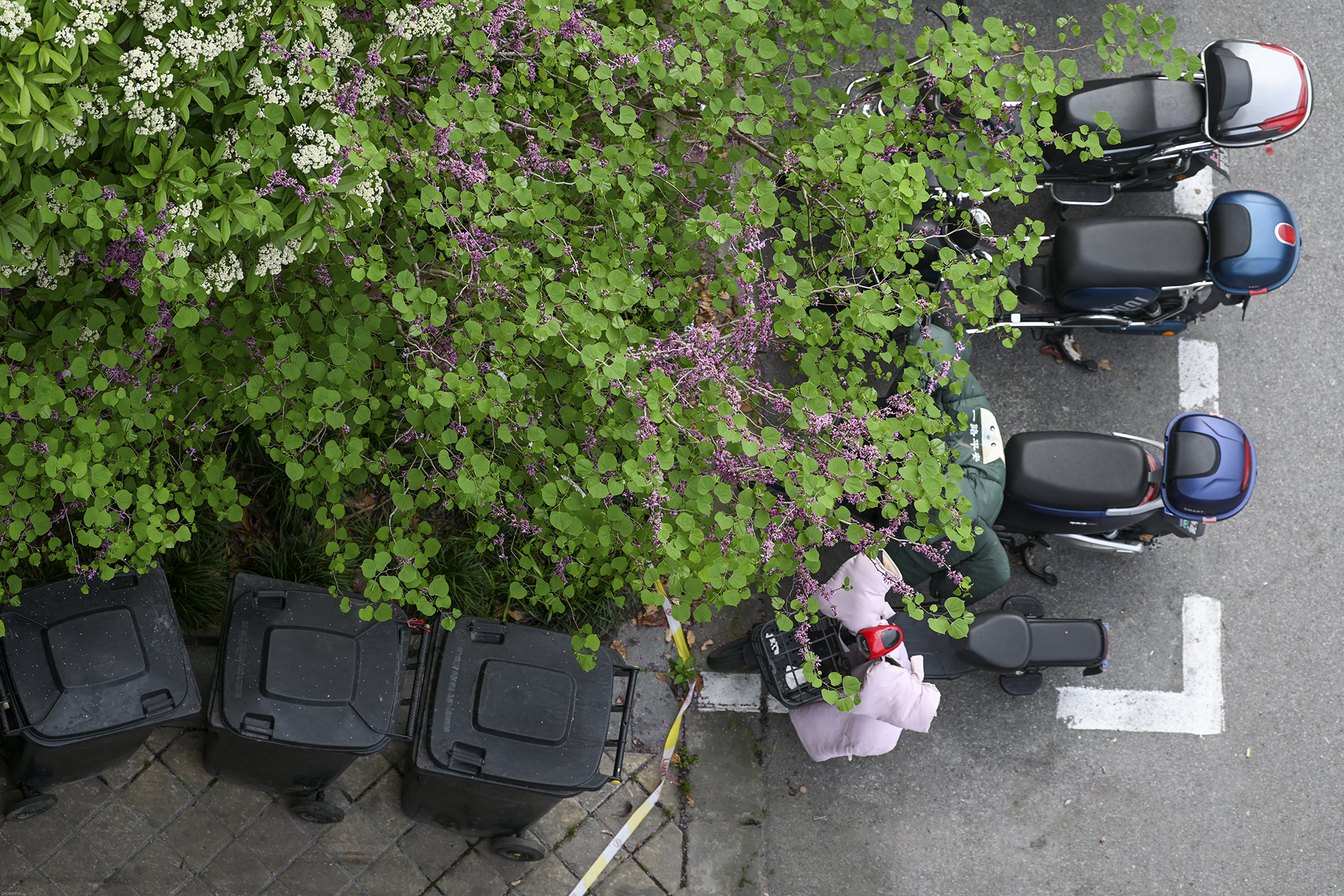 2022年4月12日，上海晶华坊，紫荆花开始慢慢凋谢了。